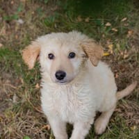 VINUR  Bezaubernder Retriever-Mix sucht sein Glück, Hund zur Adoption