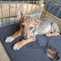 Gunni, Hund zur Adoption