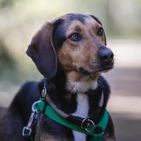 Hanni - eine sehr liebevolle Familienhündin, Hündin zur Adoption
