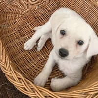 5 kleine Zwerge auf der Suche ..., Hund zur Adoption