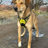 Aliano sucht seinen Lieblingsmenschen, Hund zur Adoption