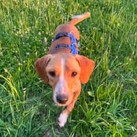 Eddy - kleiner Hund - großes Herz, Hund zur Adoption
