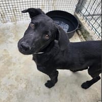 Speedy, Hund zur Adoption