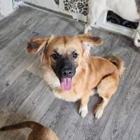 Ozzy, Hund zur Adoption