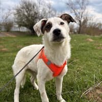 Danny sucht ab Ende August sein erstes eigenes Körbchen, Hund zur Adoption