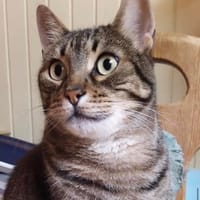 Manni wartet auf seine Chance, Kater zur Adoption