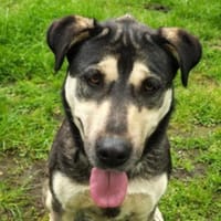 Fizz - sensibles Mädchen sucht dich, Hündin zur Adoption
