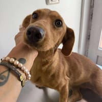 Bobby (weibl.), ca  2J, 35/40cm, Hündin zur Adoption