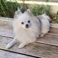 Unkompliziertes Energiebündel Yuki wartet in 86911 Diessen., Hund zur Adoption