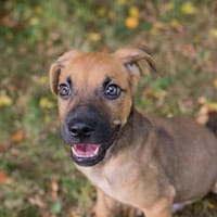 TEEMU  Kleiner Welpenjunge auf der Suche nach seinem Glück, Hund zur Adoption
