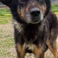 Aramis - ruhig u. sehr lieb, Hund zur Adoption