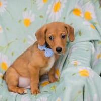 TAI -Auf Pflegestelle in 41539 Dormagen, Hund zur Adoption