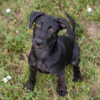 JUPP - Fröhlicher Welpenjunge sucht sein Für-immer-Zuhause, Hund zur Adoption
