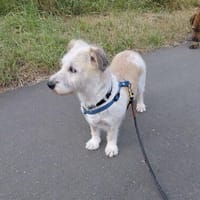 Franzi, Hündin zur Adoption