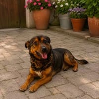 Barrymore, ein toller kleiner Rüde, Hund zur Adoption