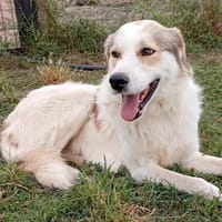 Balu - Charmanter, lebensfroher Sonnenschein, Hund zur Adoption
