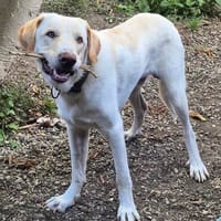 Liebenswerter NEO sucht liebevolle Familie, Hund zur Adoption