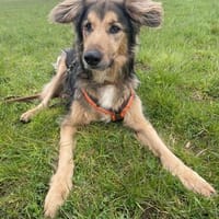 Jumper ein Rohdiamant mit ganz viel Potential, Hund zur Adoption