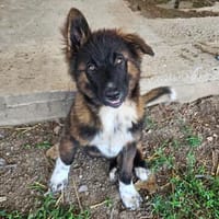 Welpe Joko, Hund zur Adoption