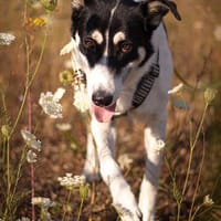 Orea, Hündin zur Adoption