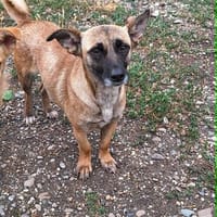 Bekka, kleine Hündin sucht 4ever home, Hündin zur Adoption