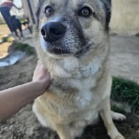 Sanfte Ziva, Hündin zur Adoption