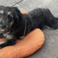 Levi - der neugierig selbstbewusste Terrier-Mix, Hund zur Adoption