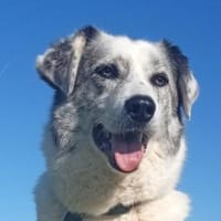 Fossy  55 cm (Pflegestelle), Hund zur Adoption
