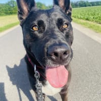 Notfall - Dringend - Traumhündin...PS Brilon, Hündin zur Adoption