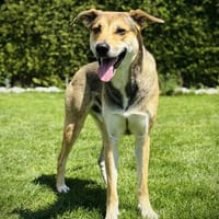Trusky möchte Vertrauen, Hund zur Adoption