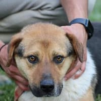 Nick - aufgewecktes Kerlchen, Hund zur Adoption