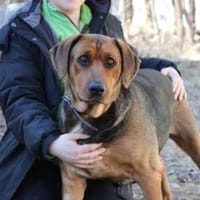 Coco tolle Familienhündin, Hündin zur Adoption