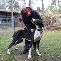 Manetti, sensibler Riese mit Herz, Hund zur Adoption