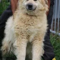 Dalida - verschmuste, ruhige Hündin, Hündin zur Adoption