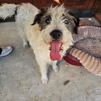 Neujahrskind Pufi, Hund zur Adoption
