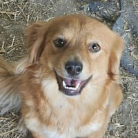 Fetita, auf der Suche nach einem Zuhause, Hündin zur Adoption