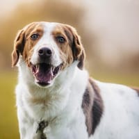 Eddy - ein sensibler Naturbursche, Hund zur Adoption