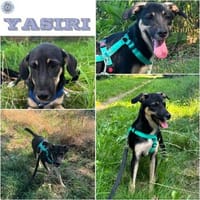 YASIRI ° mit süßen Schlappohren und verträumtem Blick, Hund zur Adoption