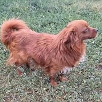 kleiner Rüde Manju wartet, Hund zur Adoption