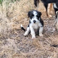 Jimmy, ein Welpe sucht sein 4ever home, Hund zur Adoption