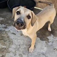 Fröhlicher Gyros, Hund zur Adoption