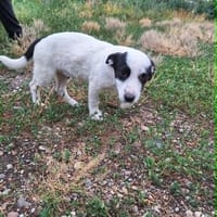 Welpe Flash sucht Körbchen, Hund zur Adoption