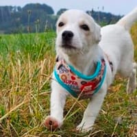 Copito ein fröhlicher Welpe, Hund zur Adoption