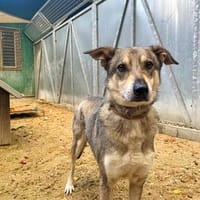 Lilo su. Paten, Hund zur Adoption