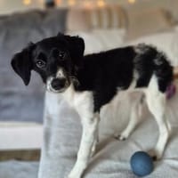 Süße♥Suki♥ wartet in 32130 Enger auf ihre Für-Immer-Menschen, Hündin zur Adoption