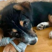 Capper - der menschenbezogene Kuschelprinz, Hund zur Adoption