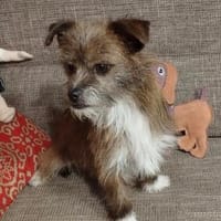 Matilda: kleiner Sonnenschein sucht DICH, Hündin zur Adoption