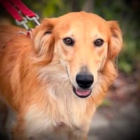 Collie-Mix Rösti sucht ein Zuhause (auf Pflegestelle), Hund zur Adoption