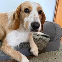Mata - ein absoluter Sonnenschein, Hündin zur Adoption