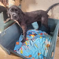 RAKEL, chienne à adopter